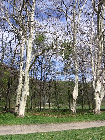 img00036.jpg