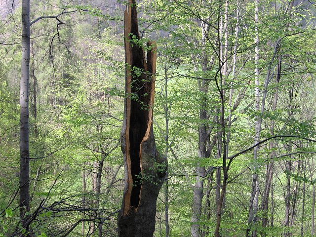 img00064.jpg