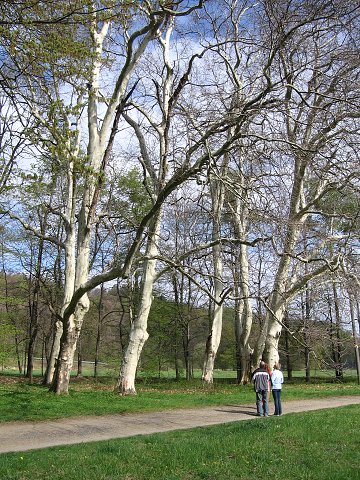 img00172.jpg