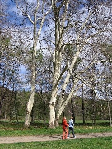 img00174.jpg