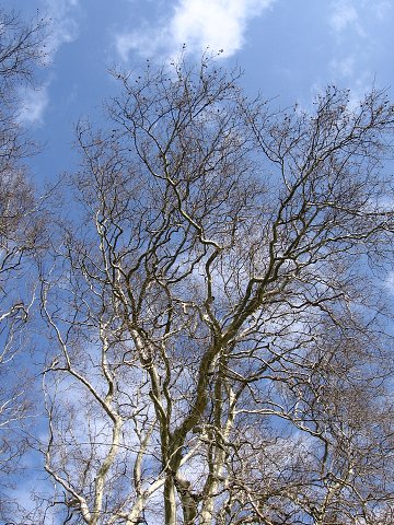 img00175.jpg