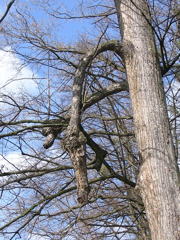 img00178.jpg
