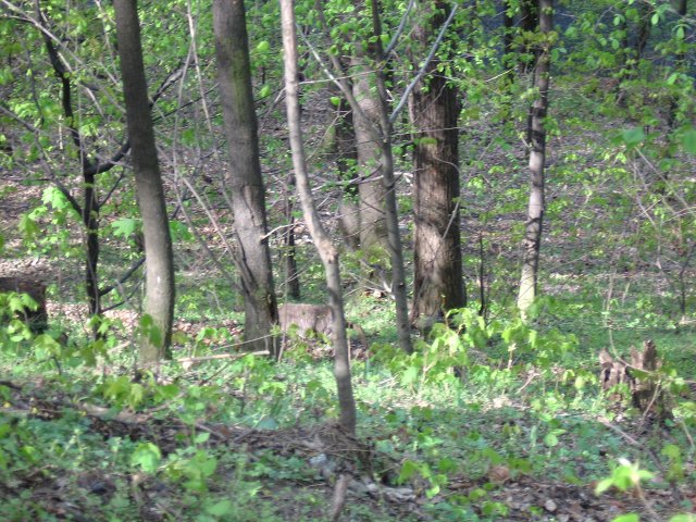 img00181.jpg