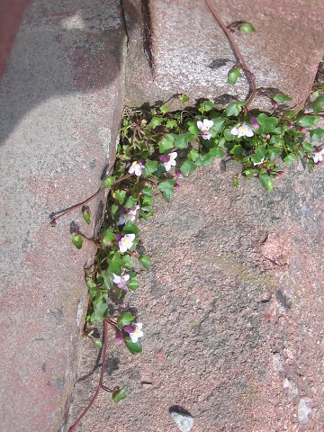 img00205.jpg